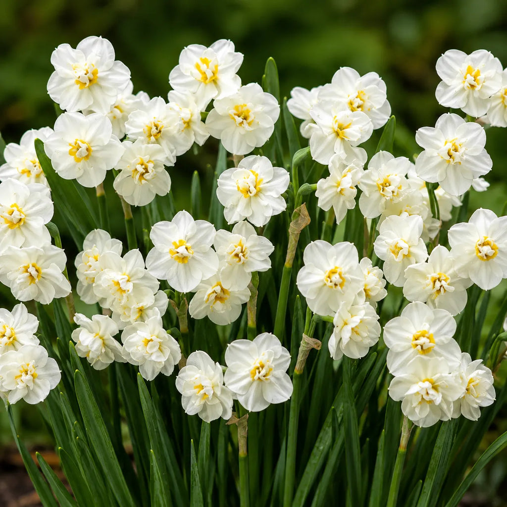 Narcise White Cheerfulness din bulbi premium, flori albe delicate cu aspect rafinat și parfum plăcut, perfecte pentru grădini, jardiniere și amenajări florale de primăvară, cu întreținere ușoară