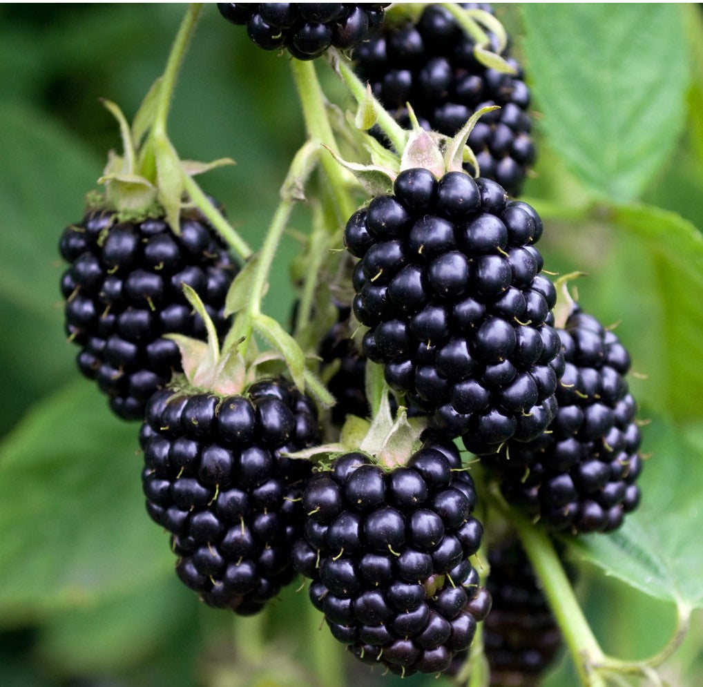 Mur - Navaho Summerlong