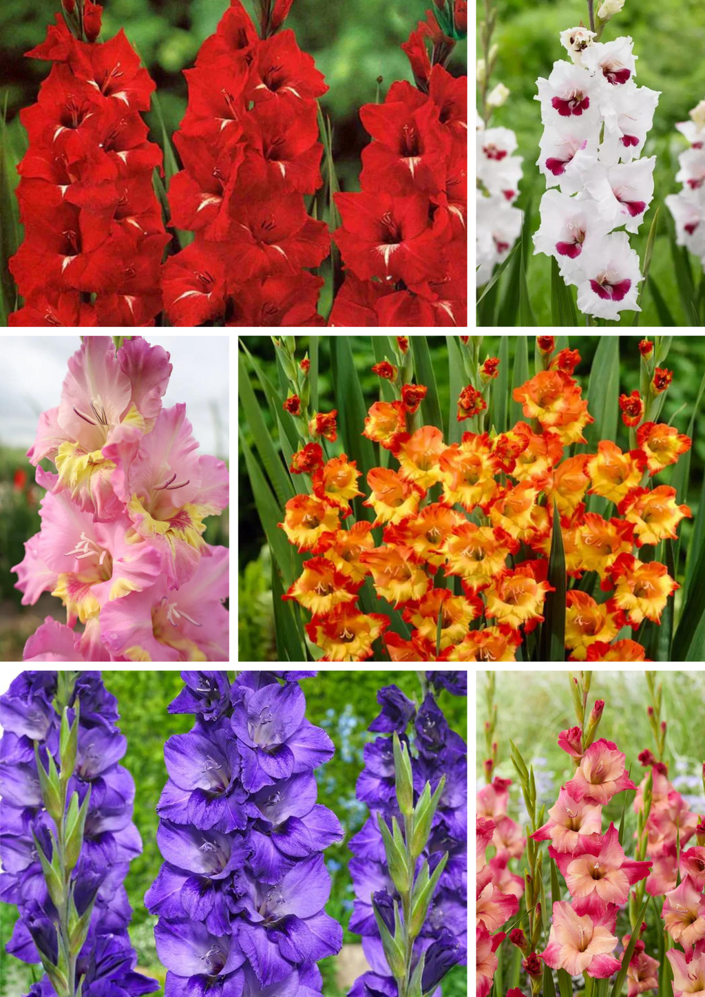 Bulbi Gladiole - Pachet Promotional Mixt - 20 buc