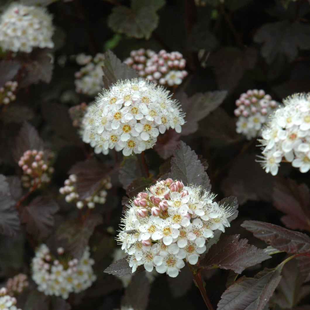 Physocarpus, 1 Bucata