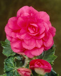 Bulbi de Begonia "NonStop", Roz, 2 Bucăți