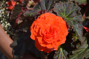 Bulbi de Begonia "NonStop", Portocaliu, 1 Bucata