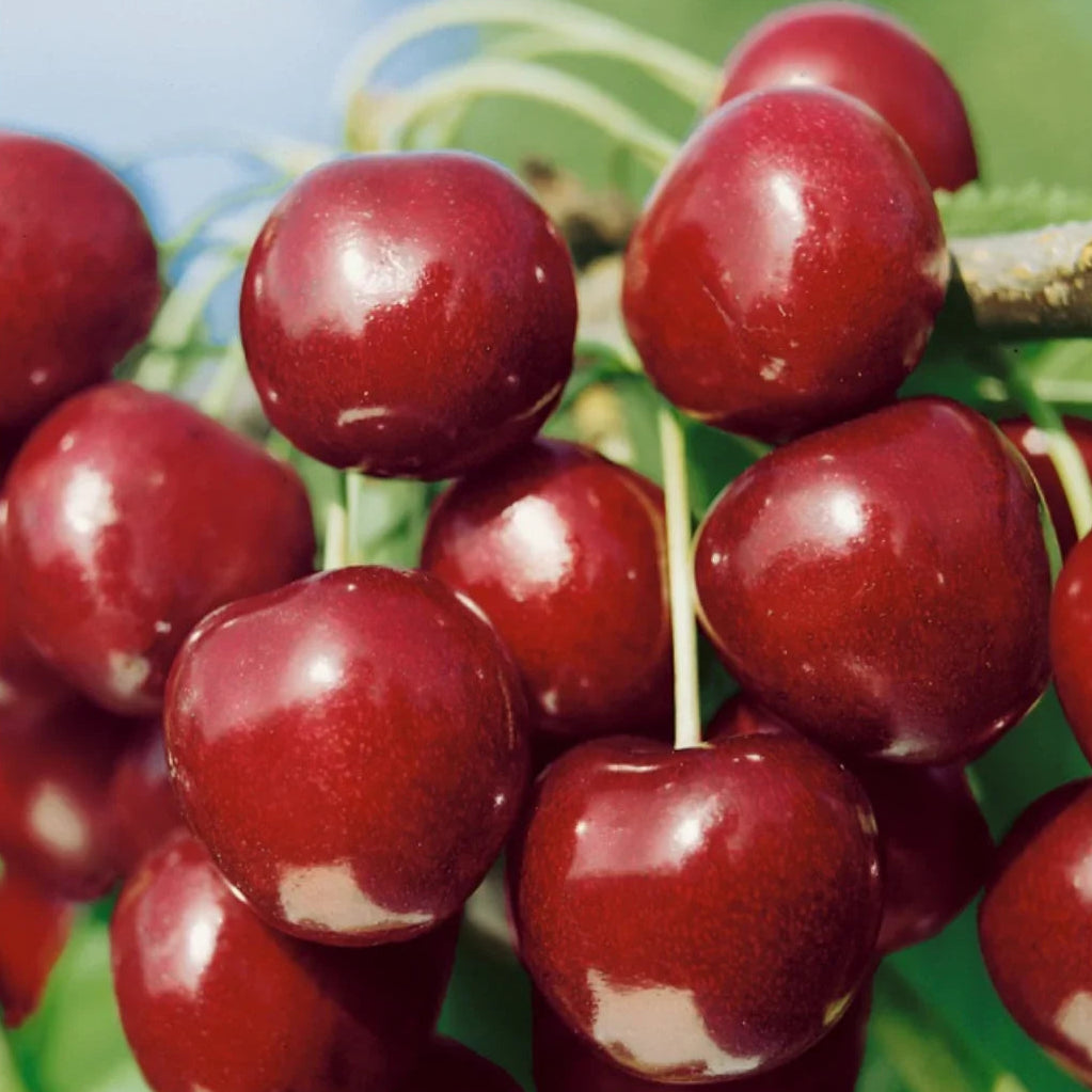 Vișin - North Star - Anul 3