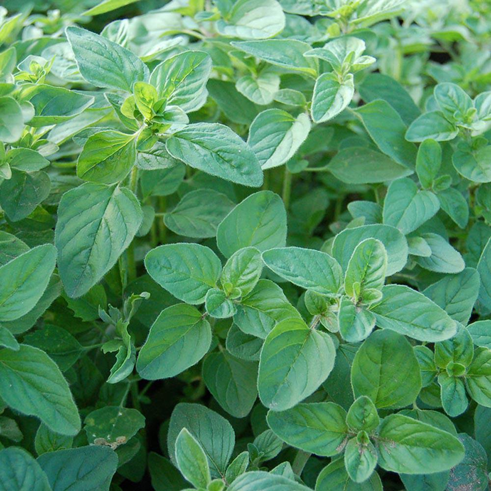 Seminte de Oregano