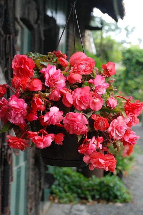 Bulbi de Begonia "Cascade", Roz, 1 Bucata