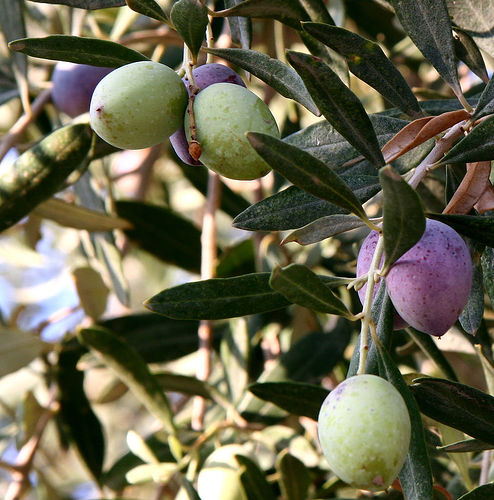 Maslin "Olea Europaea", la Ghiveci de 3L, 1 Bucata