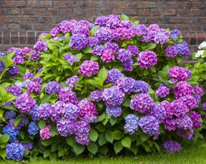 Hortensia Macrophylla "Hamburg", la Ghiveci de 3L, 1 Bucata