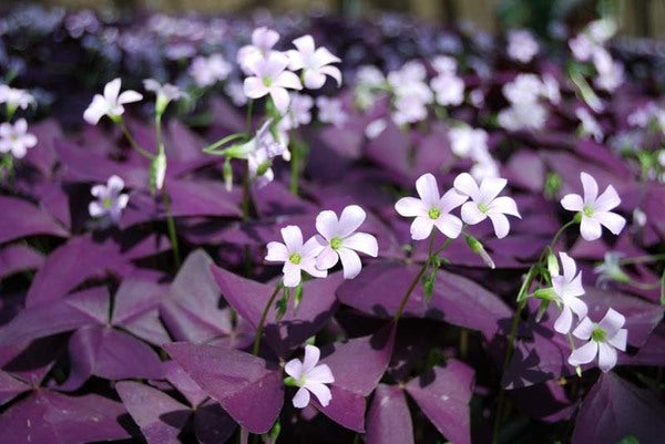Bulbi de Oxalis "Triangularis", Trifoi Ornamental, 10 Bucăți