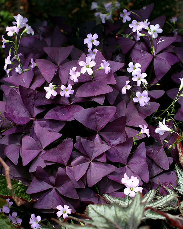 Bulbi de Oxalis "Triangularis", Trifoi Ornamental, 10 Bucăți