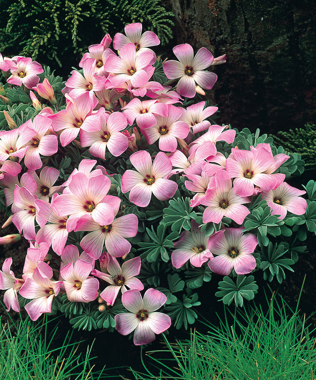 Bulbi de Oxalis "Adenophylla" - Trifoi Ornamental - 10 Bucăți