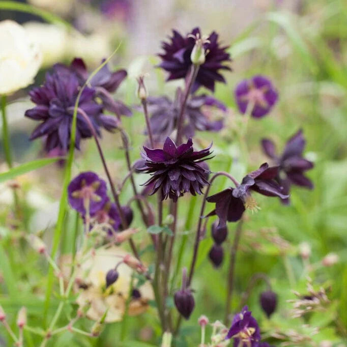 Bulbi de Căldărușe Aquilegia "Vulgaris Black Barlow", 1 Bucată, la ghiveci