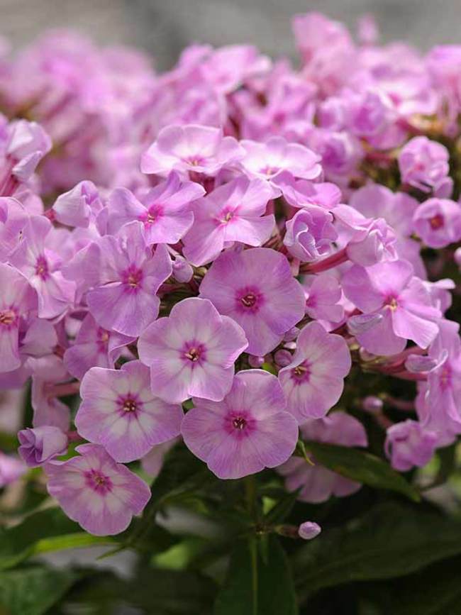 Bulbi de Phlox "Paniculata", Roz, 1 Bucata