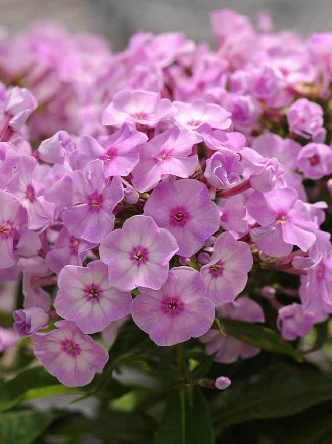 Bulbi Phlox - Paniculata - Roz - 2 Bucăți