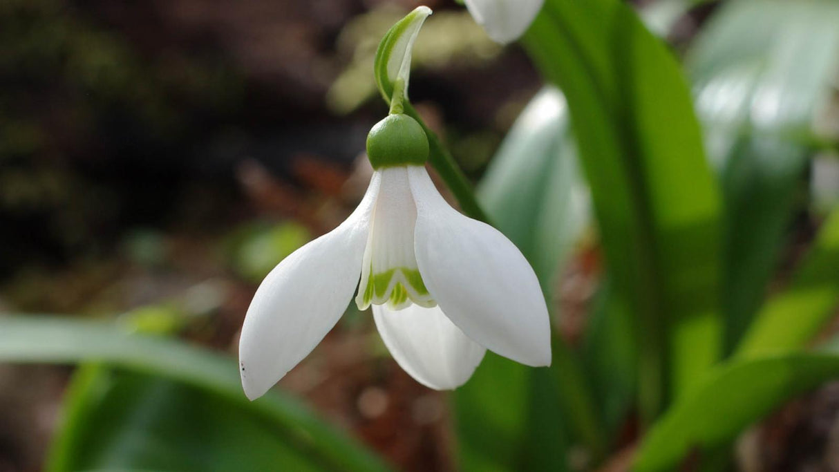 Bulbi de Ghiocei Galanthus "Woronowii", 5 Bucati