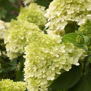 Hortensia Paniculata, Galbena, la Ghiveci de 3L, 1 Bucata