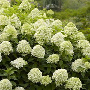 Hortensia Paniculata, Galbena, la Ghiveci de 3L, 1 Bucata