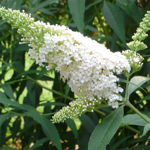 Liliac de Vara "Buddleja Davidii", Alb, la Ghiveci de 3L, 1 Bucata