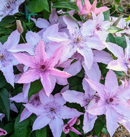 Clematis "Hagley Hybrid" la Ghiveci, 1 Bucata