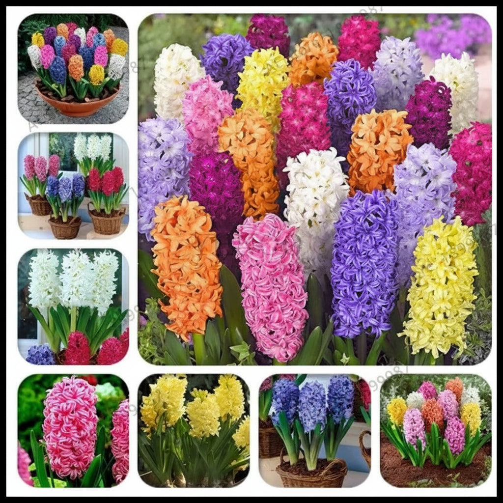 Zambile Mix primăvară – flori multicolore parfumate pentru aranjamente florale și spații verzi (Hyacinthus orientalis)