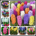Pachet-Promotional-Zambile-Mix-100-buc - Fitza Florilor