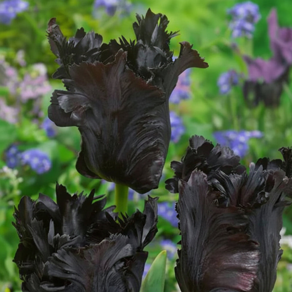 Pachet Bulbi Lalele Mix – combinație de soiuri rezistente, flori mari și culori intense. Perfect pentru grădini moderne sau clasice.