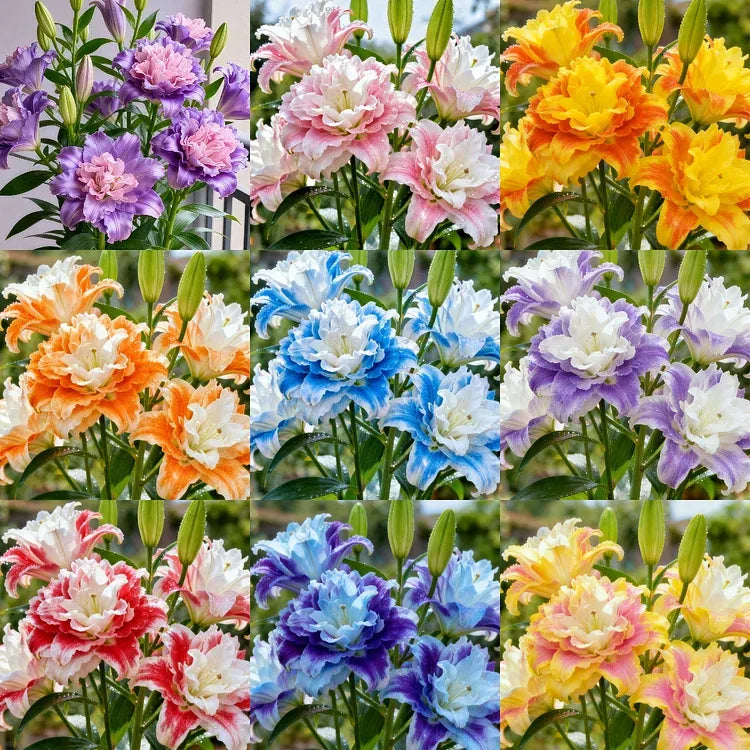 Pachet Crini Dubli Premium, mix de crini cu flori duble și voluminoase în culori variate precum roz, mov, alb, galben, portocaliu și roșu, ideali pentru grădini decorative și aranjamente florale spectaculoase