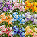 Pachet Crini Dubli Premium, mix de crini cu flori duble și voluminoase în culori variate precum roz, mov, alb, galben, portocaliu și roșu, ideali pentru grădini decorative și aranjamente florale spectaculoase