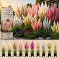 Pachet_Grand_Color_Mix_cu_10_plante_de_Iarb_de_Pampas - Fitza Florilor