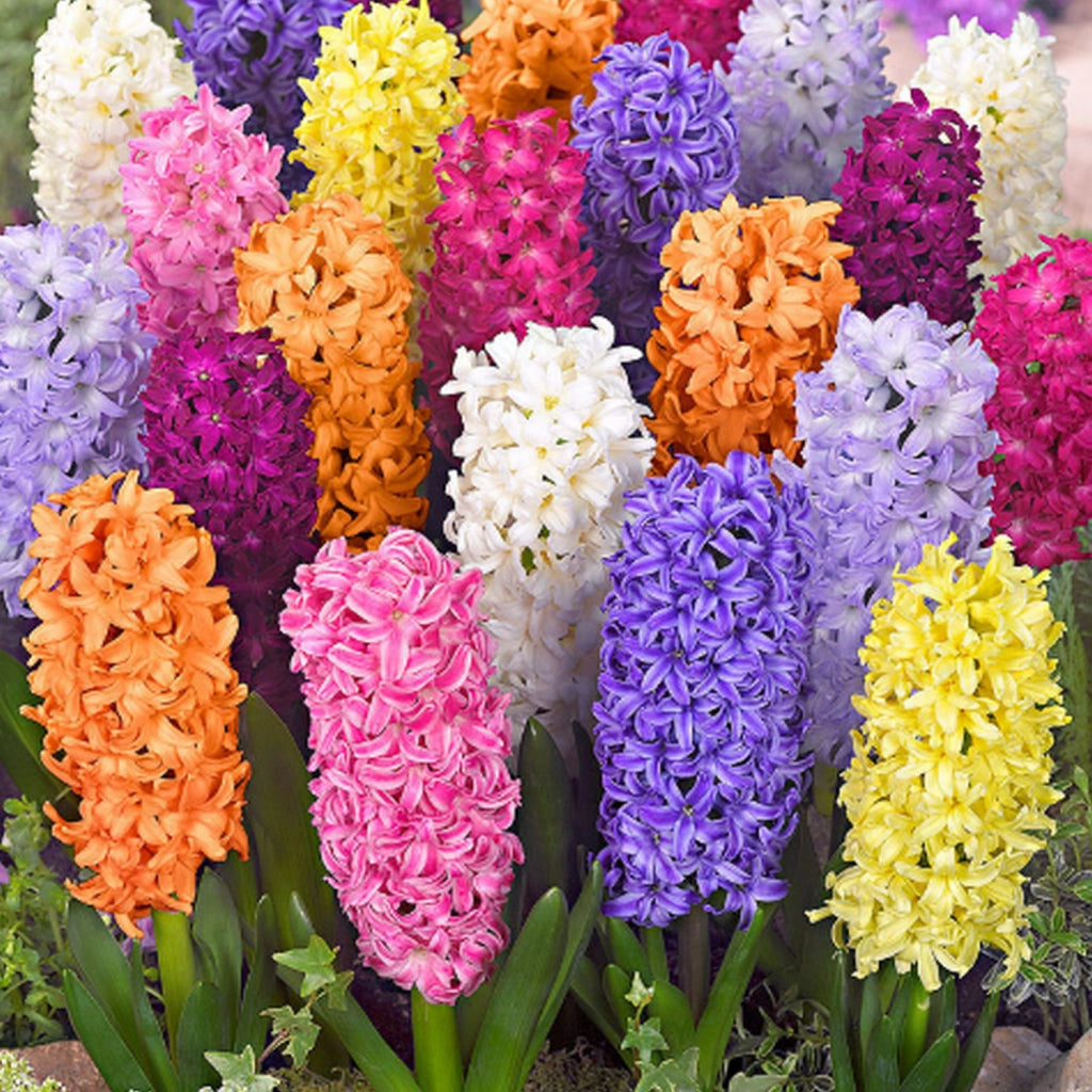 Flori parfumate, ideale pentru grădină și ghiveci