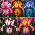 Pachet Royal Mix cu 5 bulbi de Iris în culori variate, inclusiv roz, mov, galben, portocaliu, vișiniu și alb, ideal pentru grădini, borduri, ronduri și ghivece, cu flori decorative și înflorire abundentă