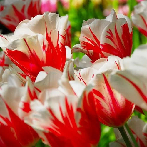 Pachet bulbi Lalele Mix – varietăți atent selecționate pentru o explozie de culoare în aprilie-mai. Perfect pentru grădini moderne sau clasice.