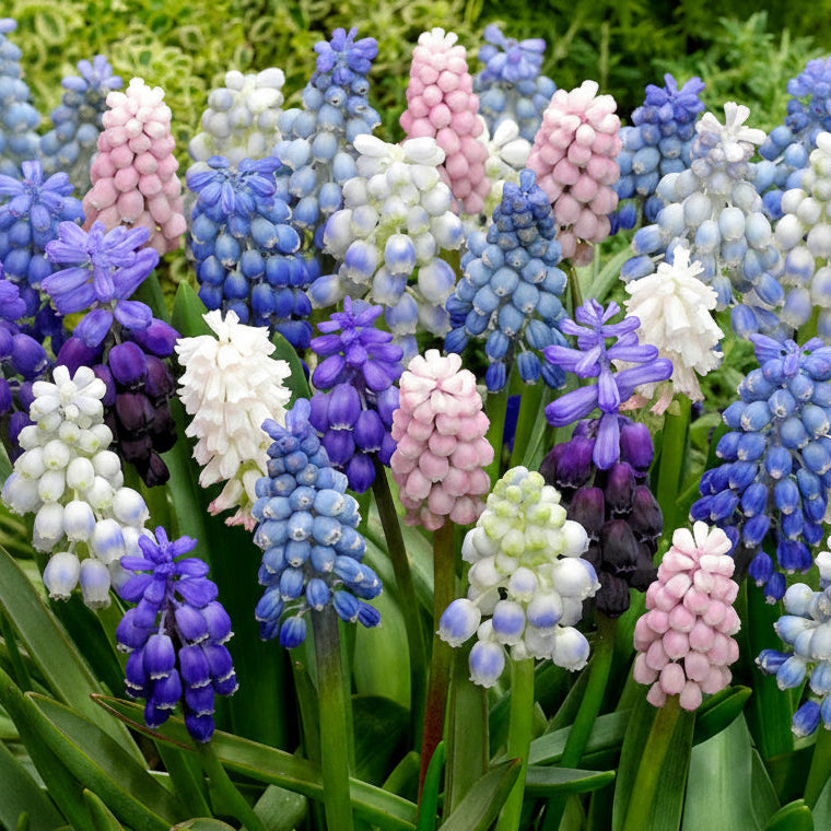 Pachet bulbi Muscari Mix – flori delicate, în nuanțe variate de albastru și mov. Plantare toamna pentru un decor spectaculos.