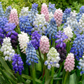 Pachet bulbi Muscari Mix – flori delicate, în nuanțe variate de albastru și mov. Plantare toamna pentru un decor spectaculos.