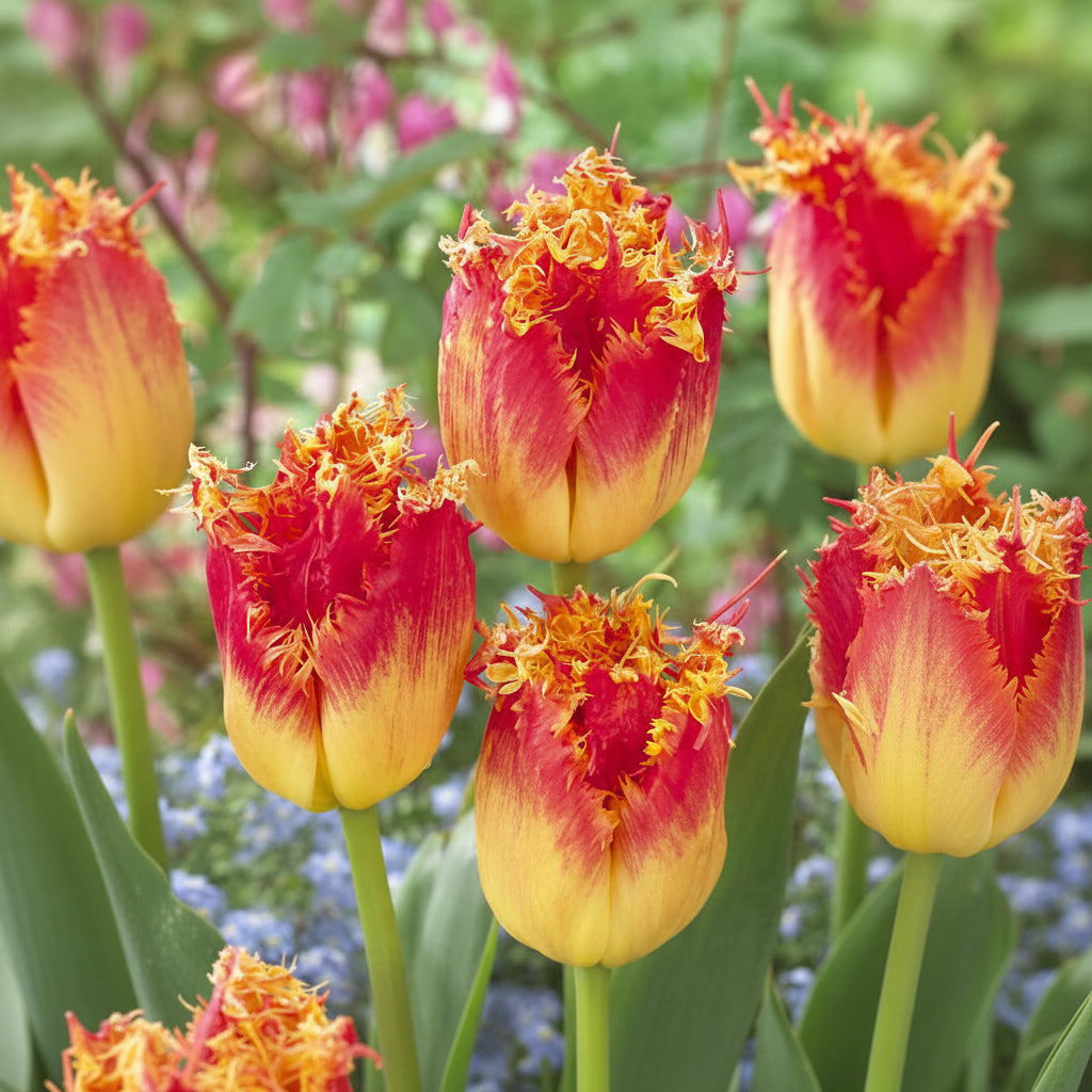 Pachet bulbi lalele Ice Cream – flori speciale cu centru alb cremos și petale roz intense, perfecte pentru decoruri rafinate.