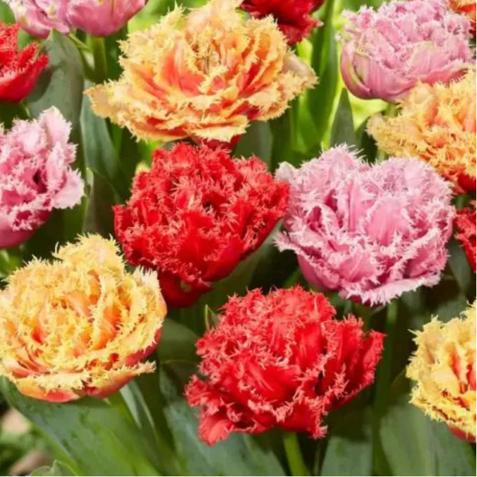 Pachet bulbi lalele franjurate pastel – varietăți premium, perfecte pentru borduri decorative și aranjamente florale delicate.