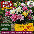Pachet cu 10 bulbi mari calibru 18+, flori spectaculoase și viguroase, ideale pentru grădini, borduri și aranjamente florale, cu înflorire abundentă și efect decorativ deosebit