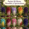 Pachet_cu_10_glicine_deosebite - Fitza Florilor