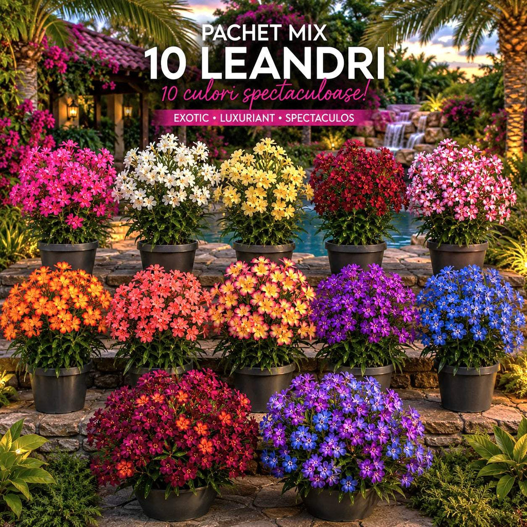 Pachet_cu_10_leandri_ornamentali - Fitza Florilor