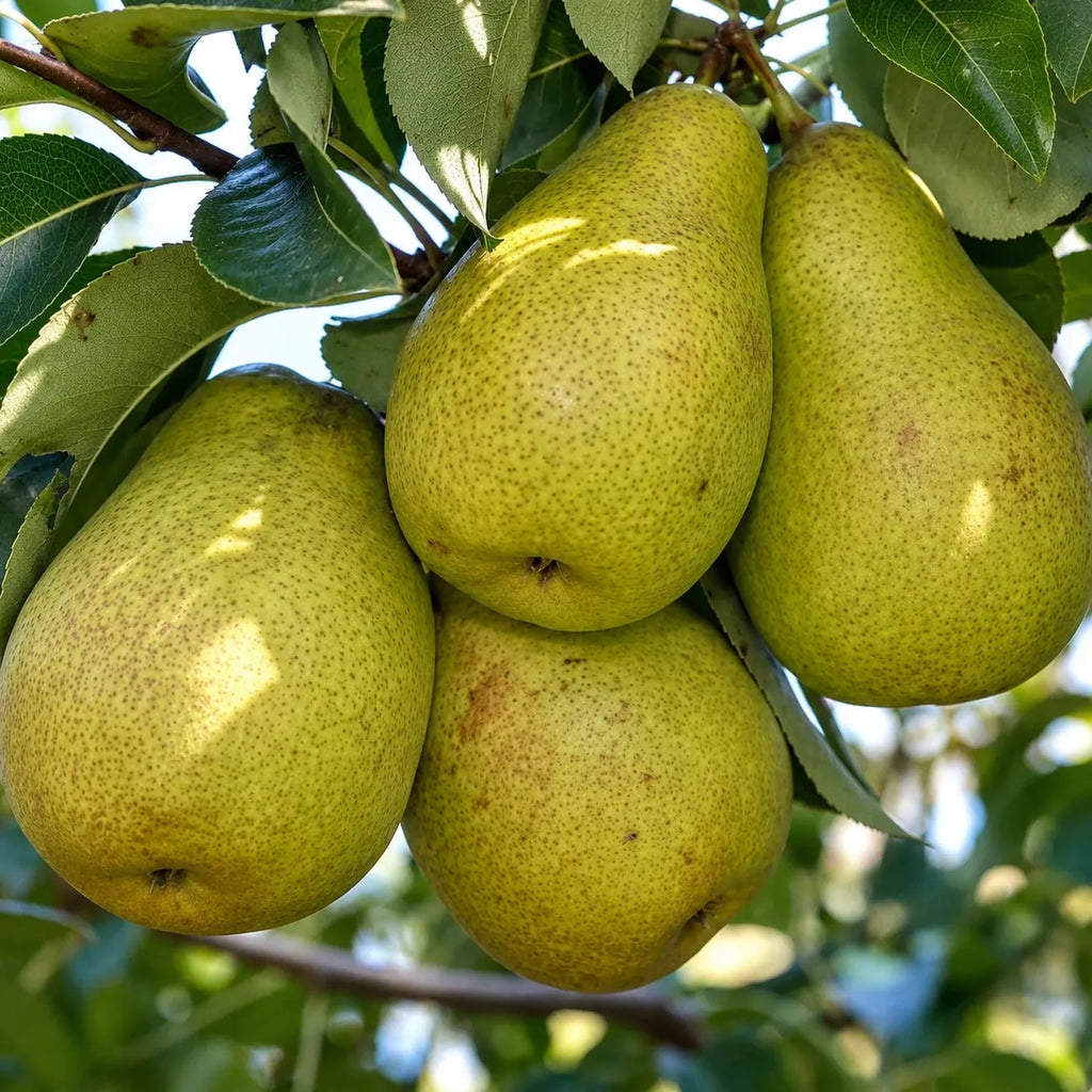 Pachet cu 20 pomi fructiferi de păr, mix de soiuri premium cu fructe aromate și dezvoltare viguroasă, ideal pentru grădini, livezi și culturi pomicole productive