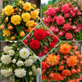 Pachet_cu_5_bulbi_de_Begonia_Urc_toare - Fitza Florilor
