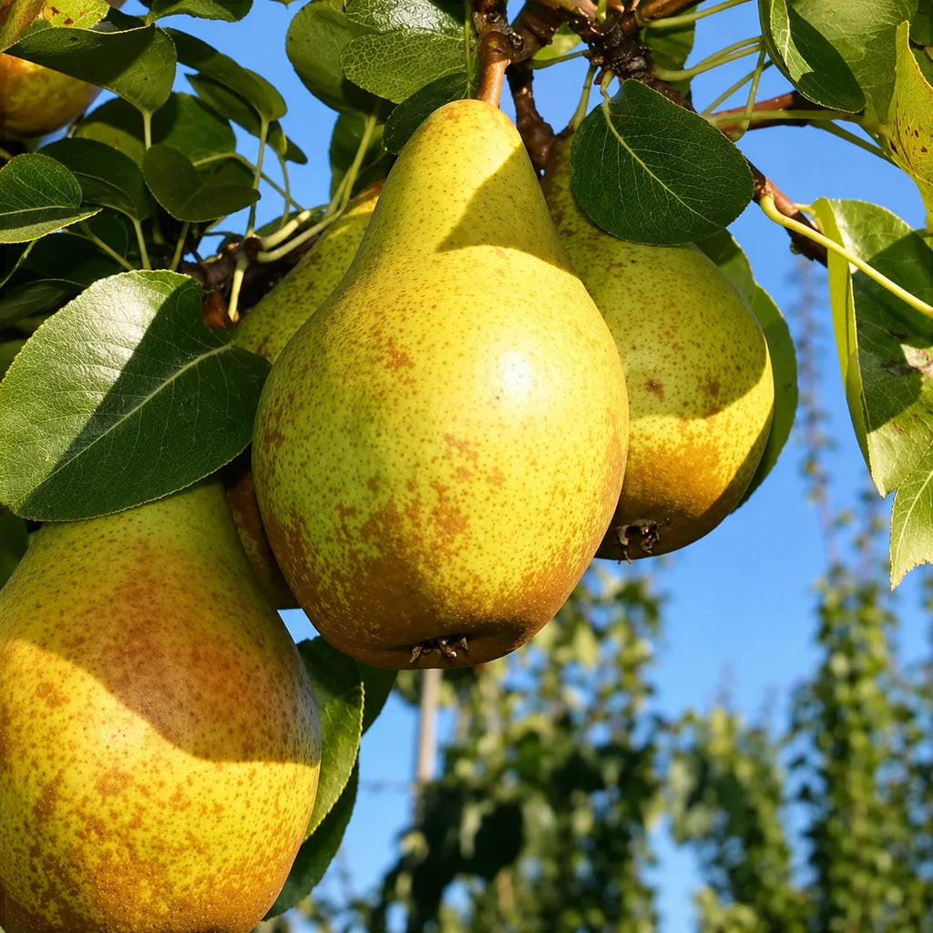 Pachet cu 5 pomi de păr altoiți, soiuri de pere atent selecționate pentru fructe aromate, dezvoltare viguroasă și producții constante în grădină sau livadă