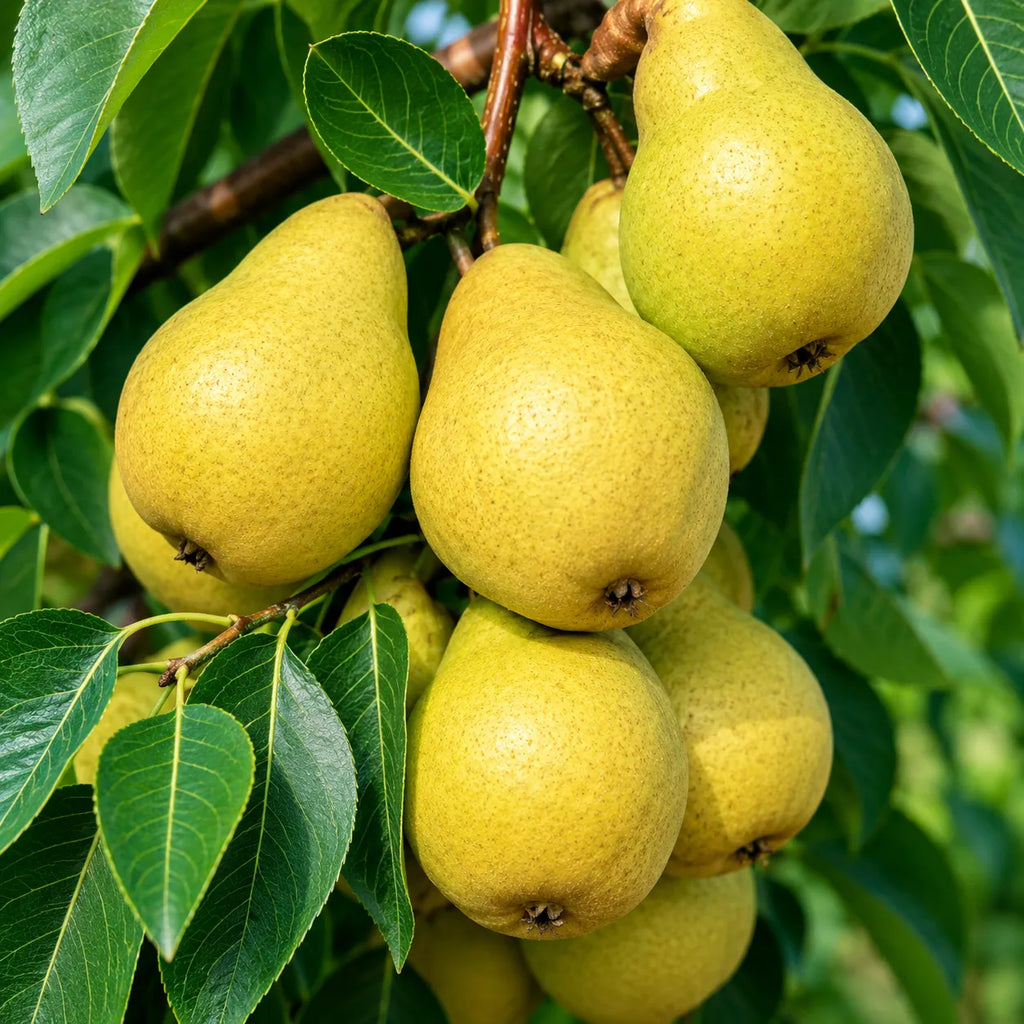 Pachet cu 5 pomi de păr altoiți, soiuri de pere atent selecționate pentru fructe aromate, dezvoltare viguroasă și producții constante în grădină sau livadă