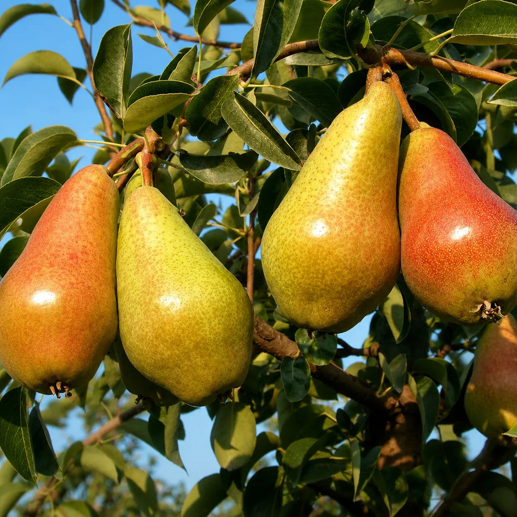 Pachet cu 5 pomi fructiferi de păr, mix de soiuri rezistente și productive, perfect pentru grădini, livezi și culturi pomicole, cu fructe aromate și savuroase