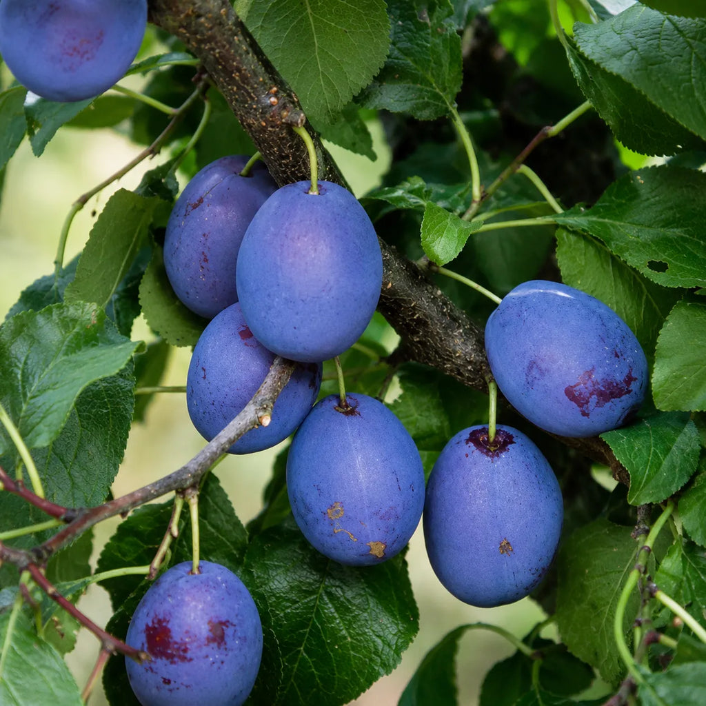 Pachet cu 5 pomi fructiferi de prun, mix de soiuri rezistente cu fructe dulci și aromate, ideal pentru grădini, livezi și culturi pomicole productive