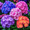 Pachet_mix_cu_10_plante_Phlox_w - Fitza Florilor