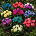 Pachet_mix_cu_20_bulbi_de_bujori - Fitza Florilor