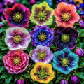 Pachet_mix_cu_20_plante_Helleborus-w - Fitza Florilor