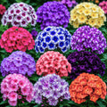 Pachet_mix_cu_20_plante_Phlox_w - Fitza Florilor