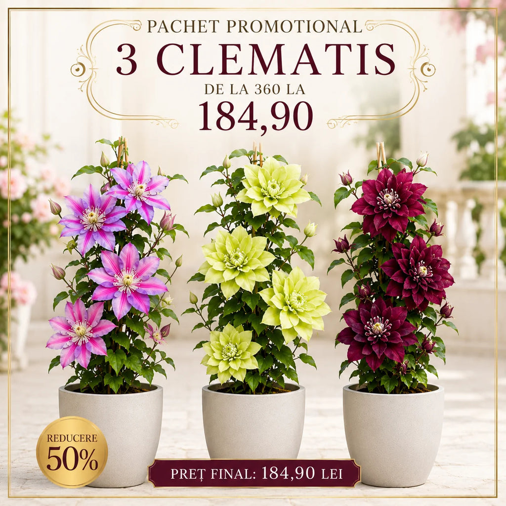 Pachet mix cu 3 plante Clematis, flori cățărătoare în culori variate, ideale pentru pergole, garduri și arcade, cu înflorire abundentă și aspect decorativ spectaculos