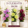 Pachet_mix_cu_3_plante_Clematis - Fitza Florilor